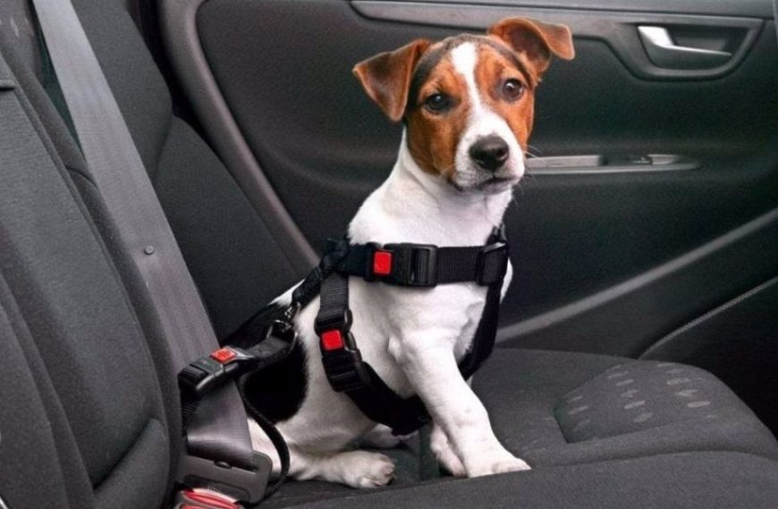 Día del Perro: consejos para viajar seguro con tu mascota en el auto